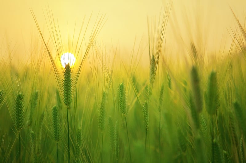 Whole Grains